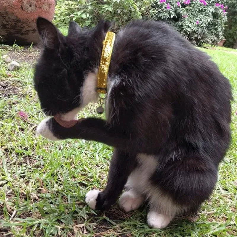 Cat Collar with Bell 