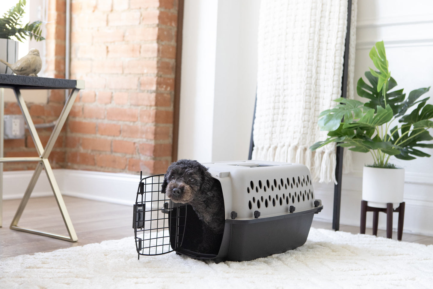 19" X-Small Plastic Crate Portable Carrier for Pets up to 10 Lbs